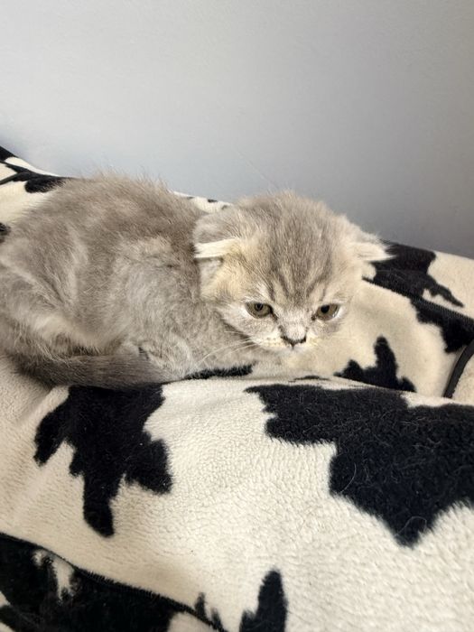 Scottish Fold  mushukcha sotiladi