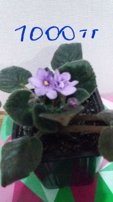 Комнатные цветы! 2000тг
