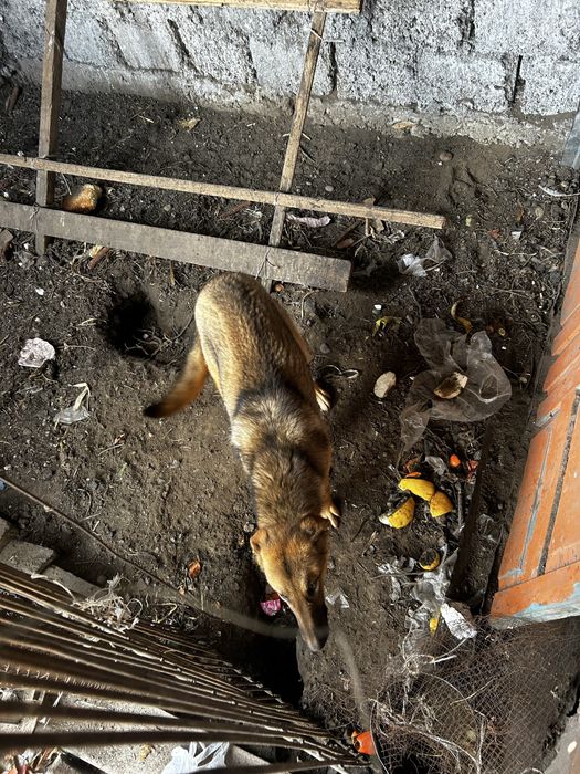 Продается пес молодой 7 месяцев