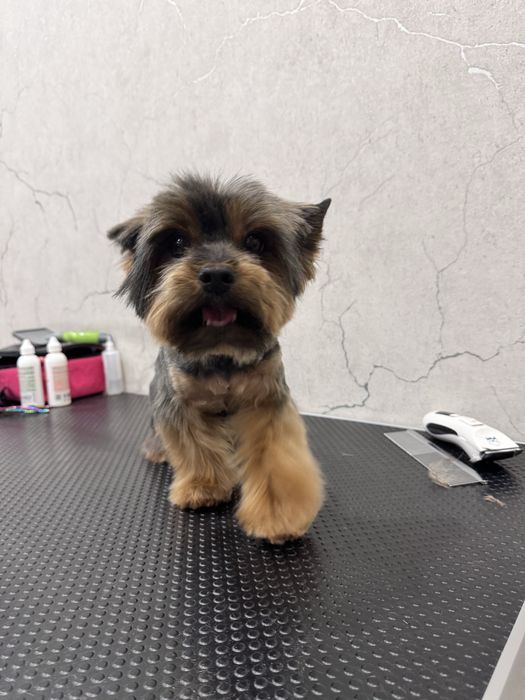 Предлагаю услуги груминга для собак