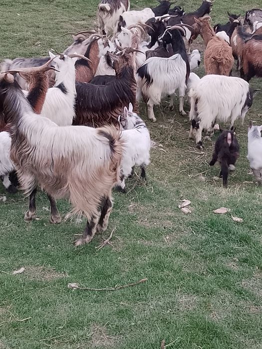 Capre de vanzare