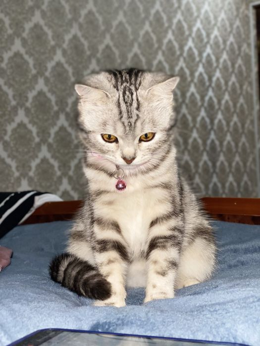 Кошка ищет любящий дом