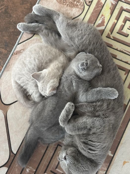 Продам британских котят