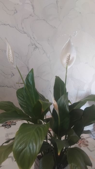 Spatifilyum ayol baxti guli