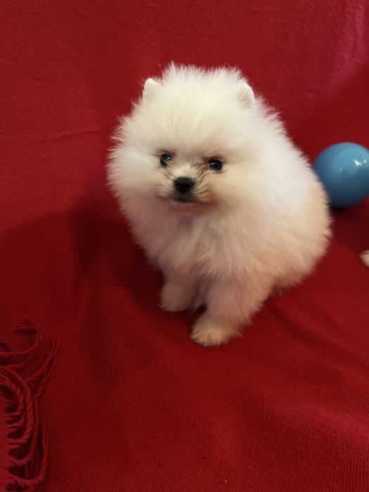 Pomeranian baietel