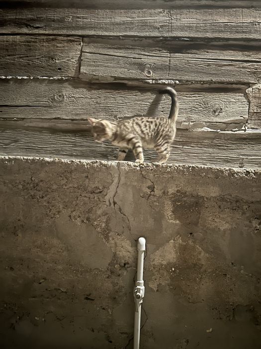 Отдам котенка в семью