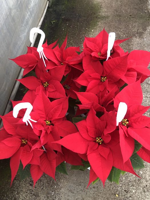 Craciunite/poinsettia la ghiveci