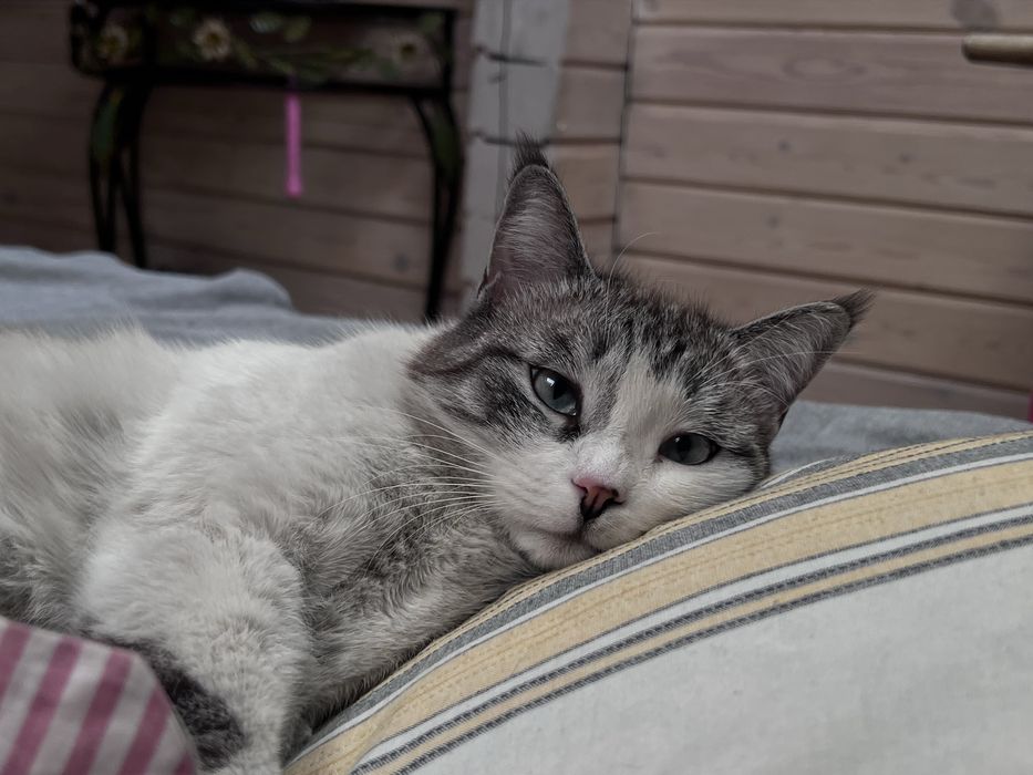 Пропала Кошка (домашняя)