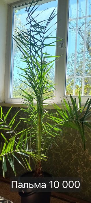 Продам цветы комнатные