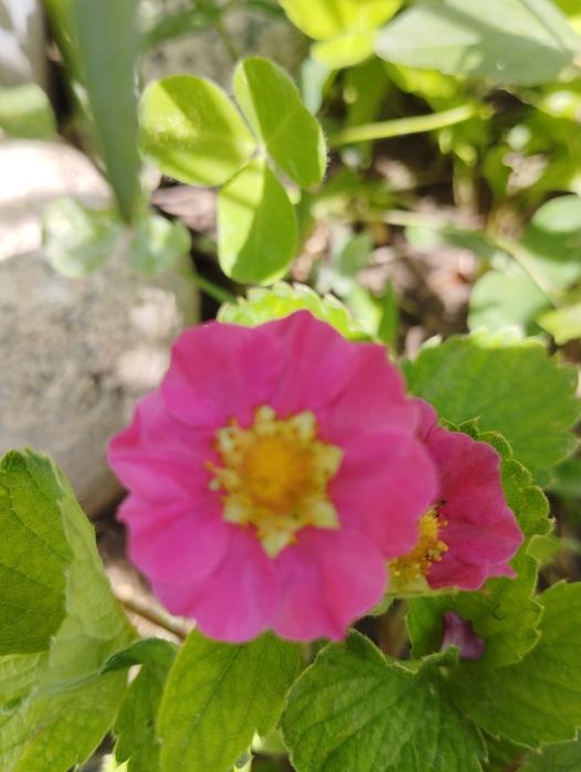 Рассада клубники ФЛОРИАН