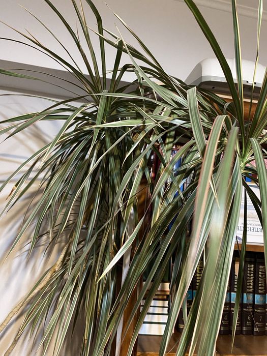 Пальма  драцена 2 метра