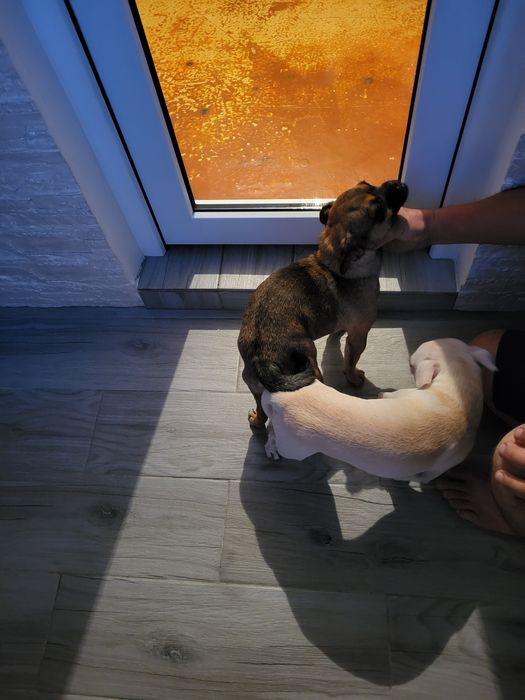 Молодой чихуахуа [Вязка]