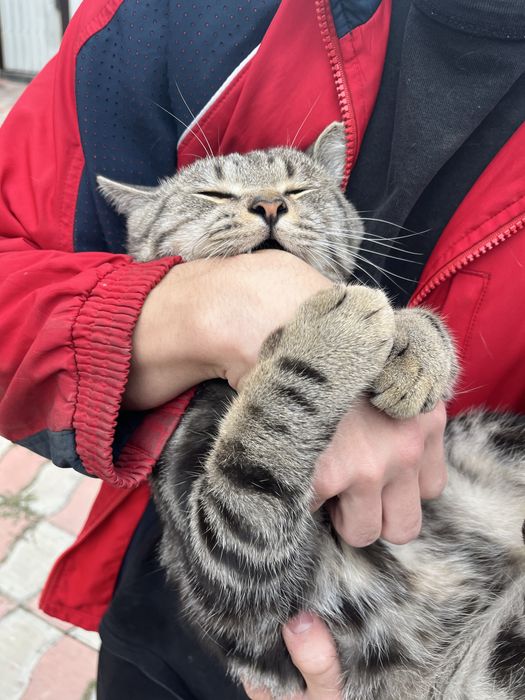 котик супер милый