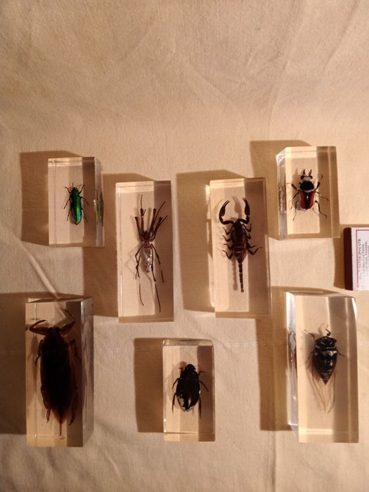 Продам   насекомых в стекле