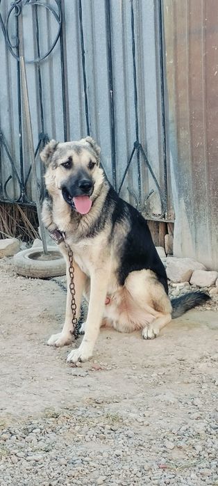 Парода: Тобет жаксы ИТ