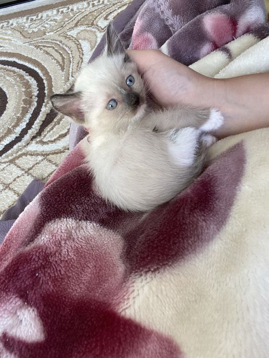 Продам Сиямских котят