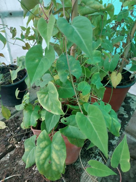 Planta medicinala Fo-Ti / He Shou Wu (Polygonum multiflorum) la ghiveci