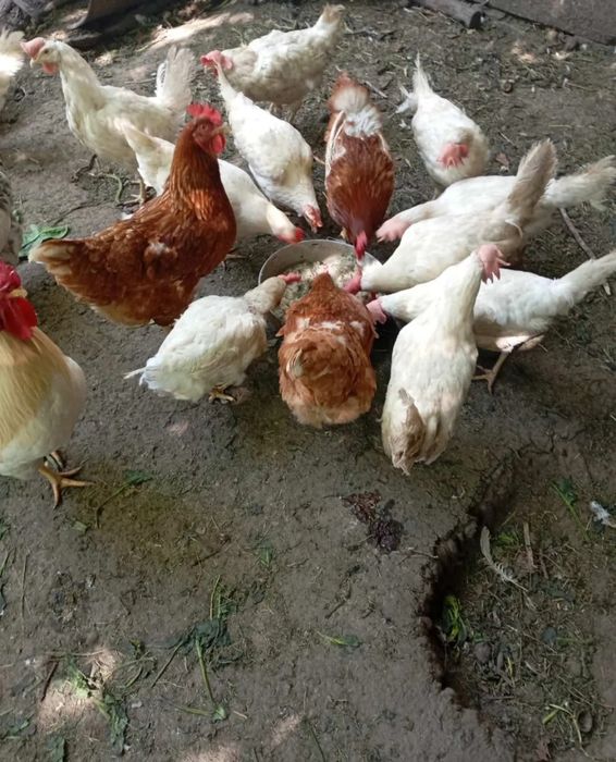 Куры несушки Кремовые