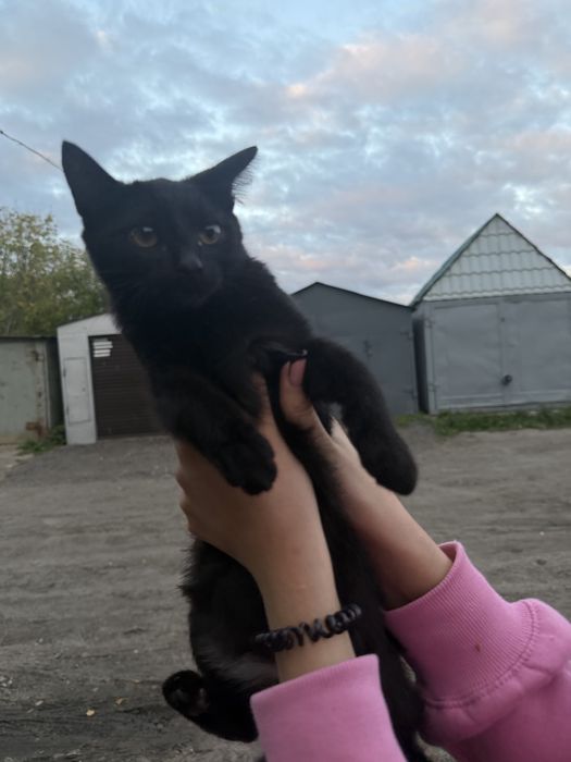 Отдам в добрые руки