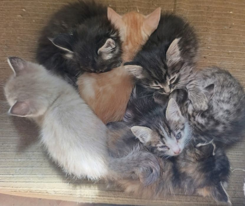 Продам котят шустрых в добрые руки
