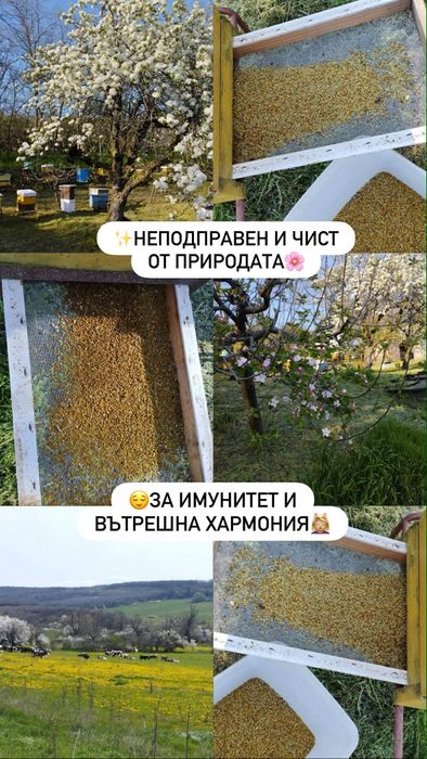 Пчелен мед и прашец реколта 2026г