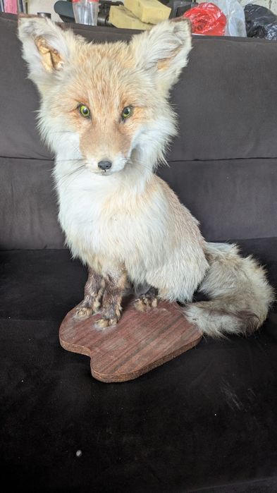 Чучело лисы на подставке