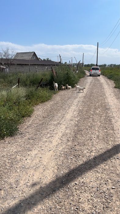 Нашли щенят , отдадим в добрые руки
