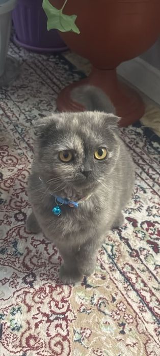 Кошки , милые кошки