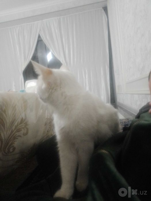 Mushukcha tozza sog‘lom