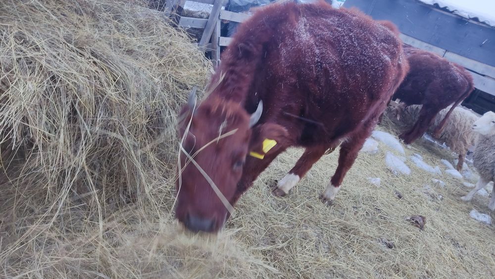 Продам бычка и телку стельную,