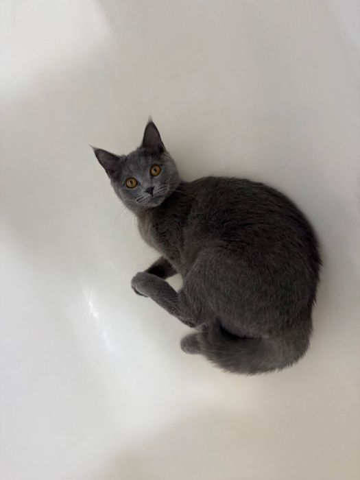 Кошечка в добрые руки