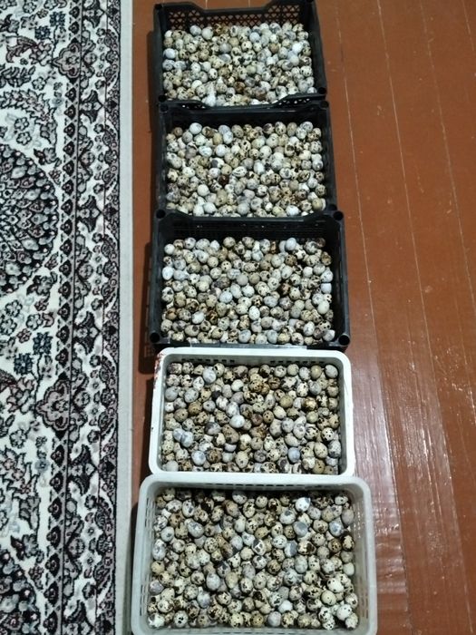 Bedana tuxum sotiladi