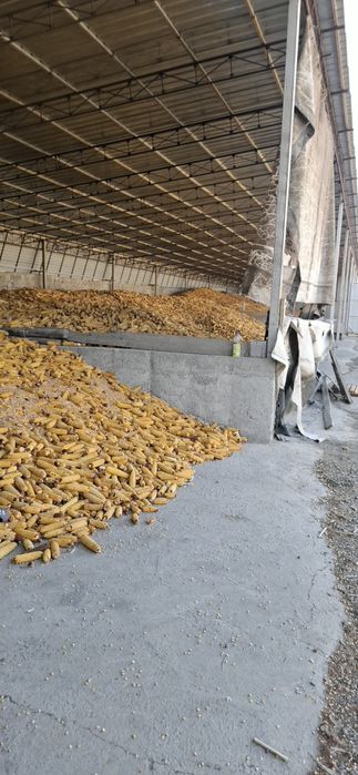 Кукуруза кормовая.Сухая