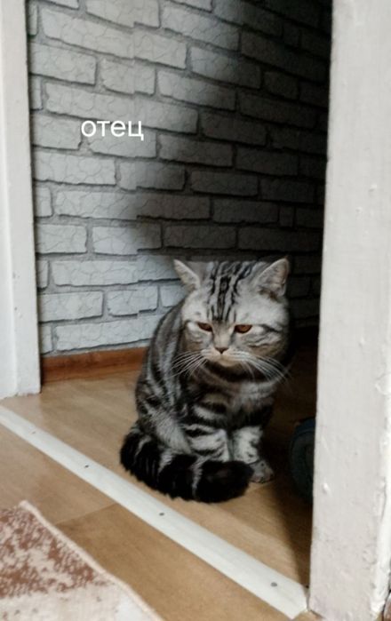 Продам Породистых Котят