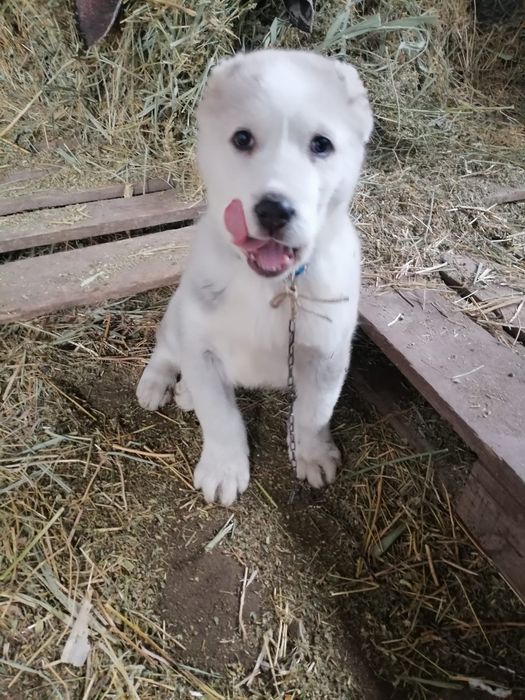 Продам щенка Алабая