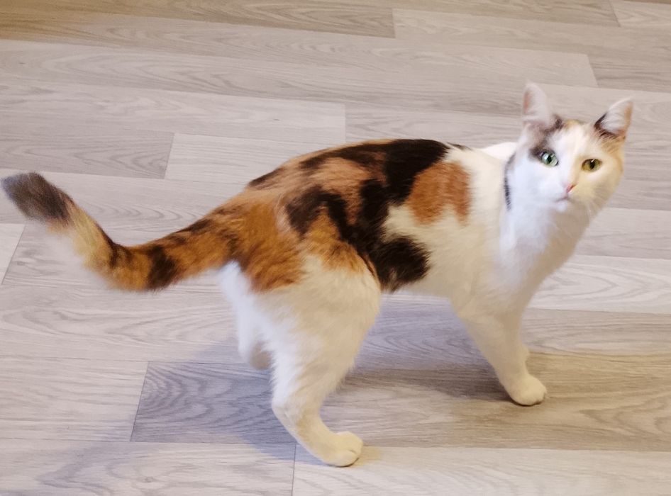 Кошка мейн кун в хорошие руки