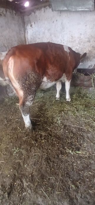 De vanzare doua junici la 380kg fiecare