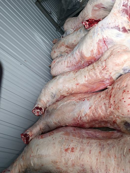 Продам баран на мясо