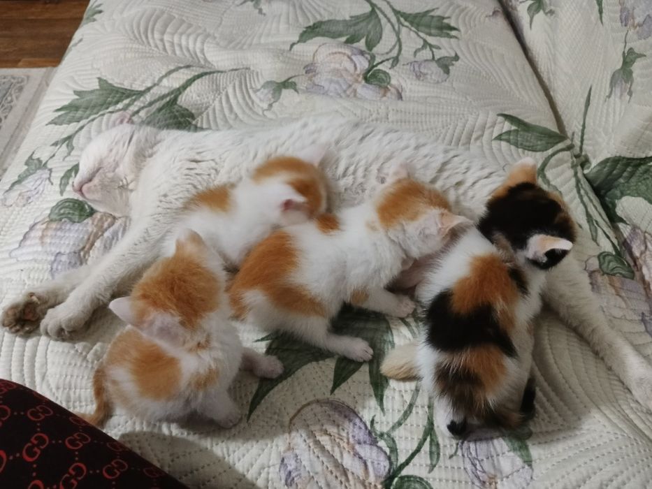 Отдам котят в добрые руки