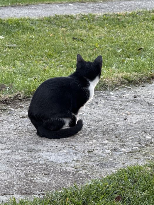 Donez cățeluși de talie mică și pisici
