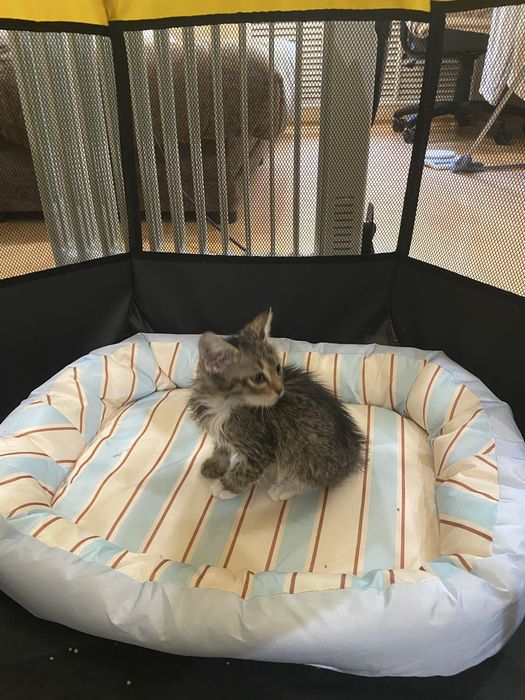 Котята в добрые руки!