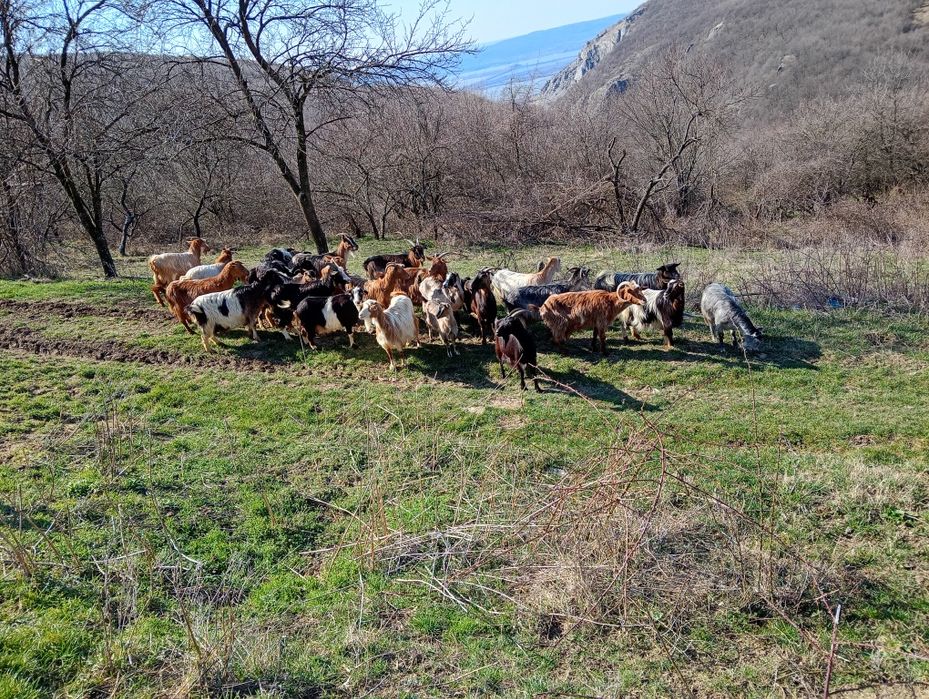 Vănd 28 de capre 18 capre cu 18 iezi sunt fătate restu urmeză să fete