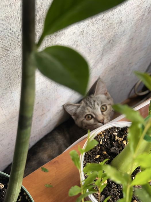 Отдаю котенка(девочка)