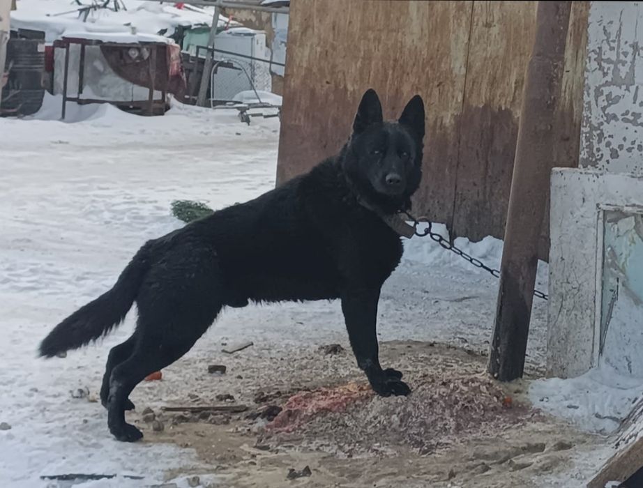 Продам щенков Восточной Европейской овчарки