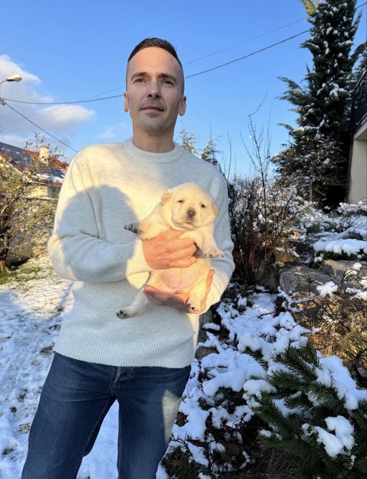 Puiut labrador, femela cu pedigree