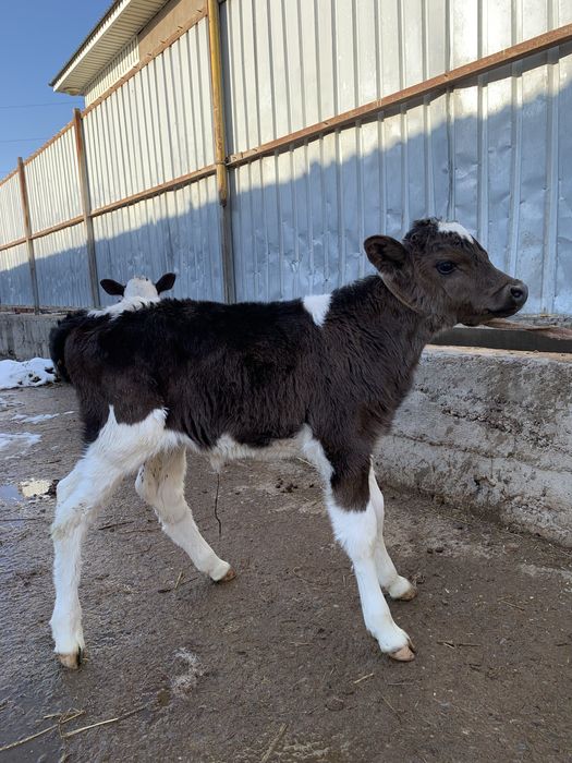 Ұрғашы бұзау бар