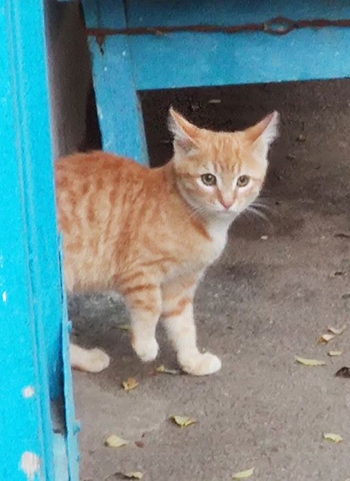 Отдам котёнка в добрые руки