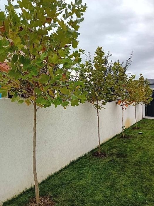 Mesteacăn alb stejar carpen Tuia