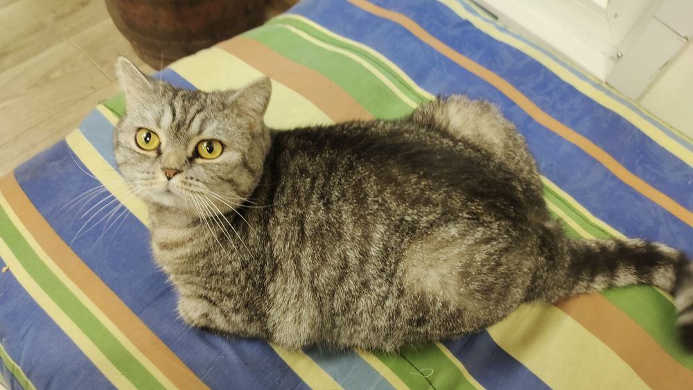 Кошка, шотландская