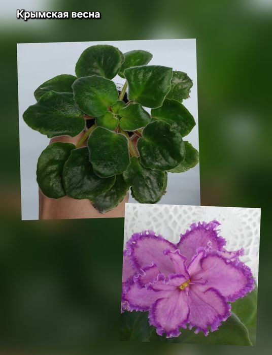 Фиалки продам разные